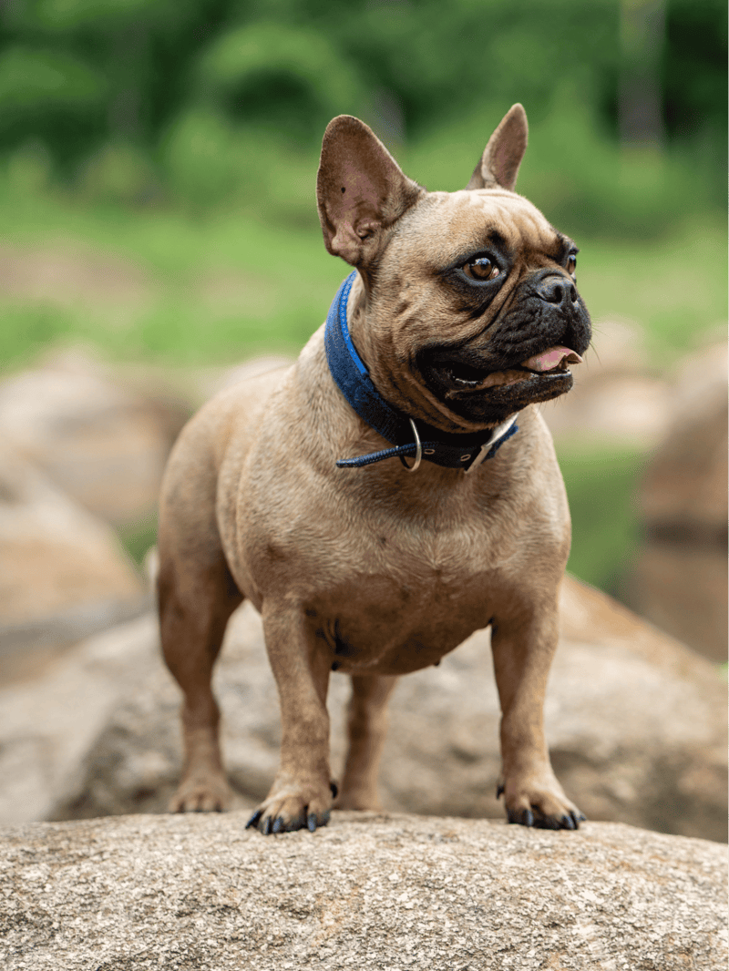 French Bulldog photo 1