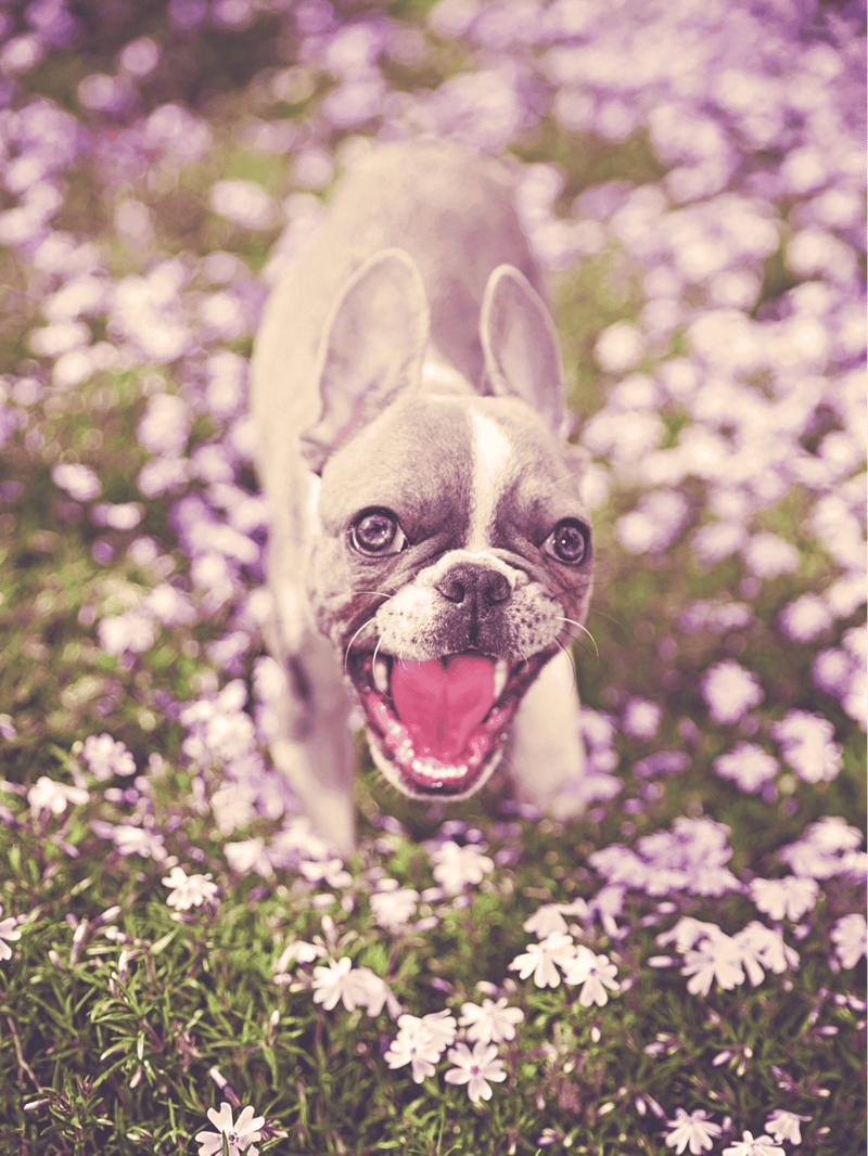 Adorable French Bulldog puppy surrounded by blooming purple flowers in a sunny outdoor setting.