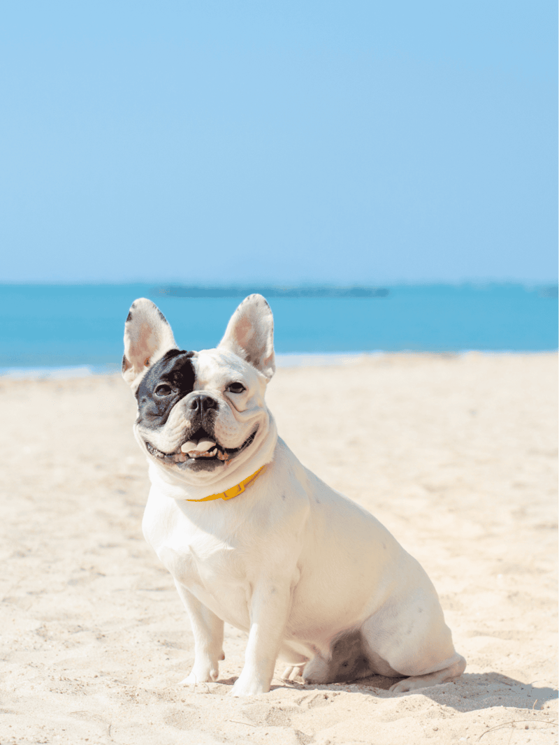 Frenchies cannot swim