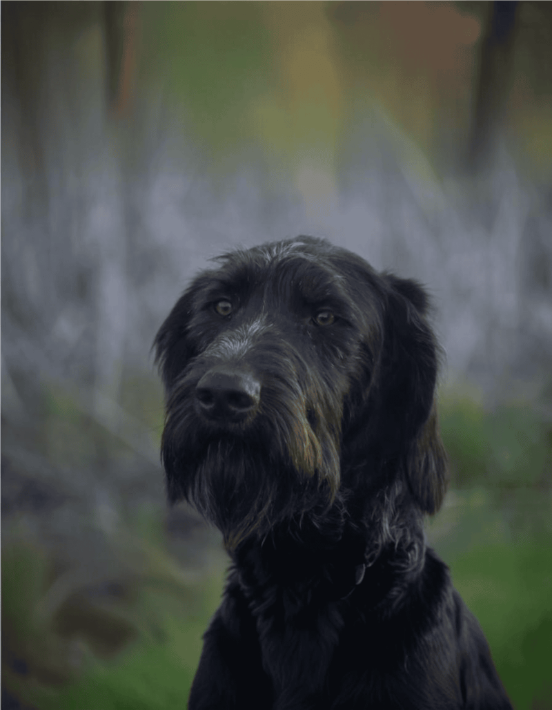 German Longhaired Pointer characteristics