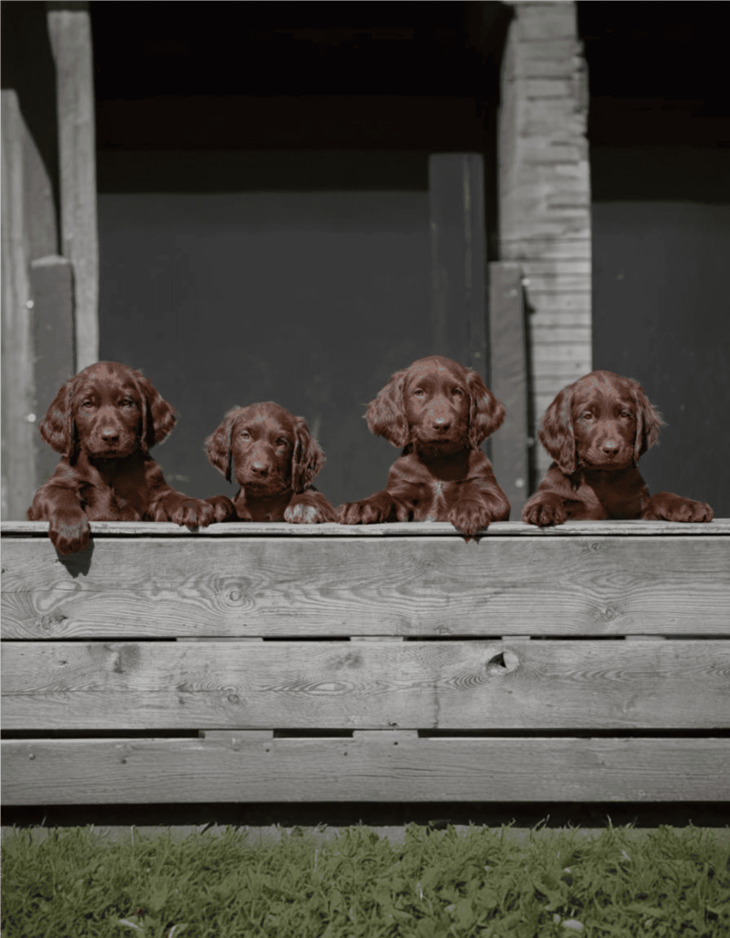 German Longhaired Pointer photo 1