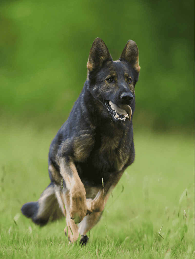 German Shepherd Dog overview