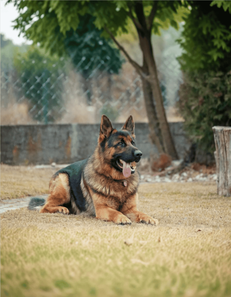 German Shepherd Dog characteristics