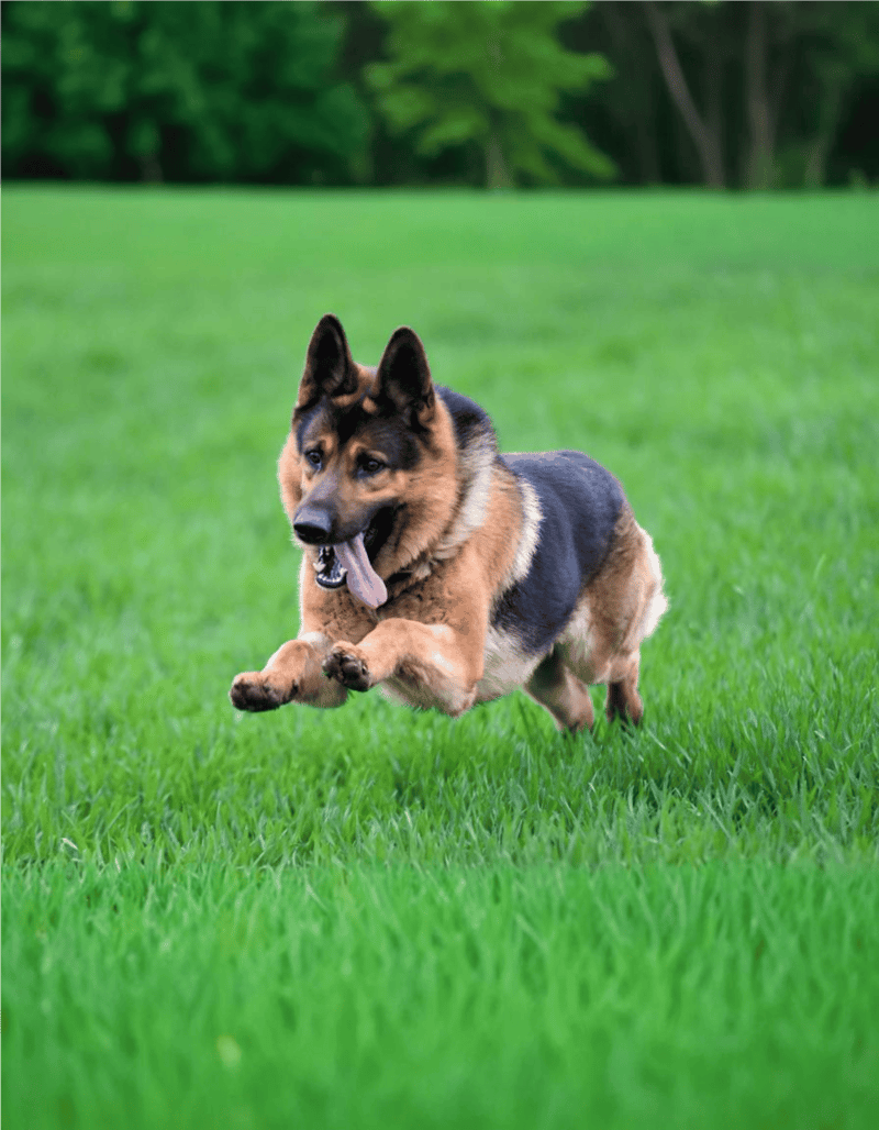 German Shepherd Dog Exercise