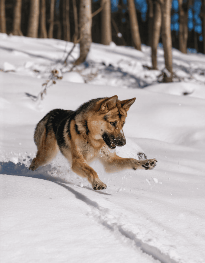 German Shepherd Dog photo 3