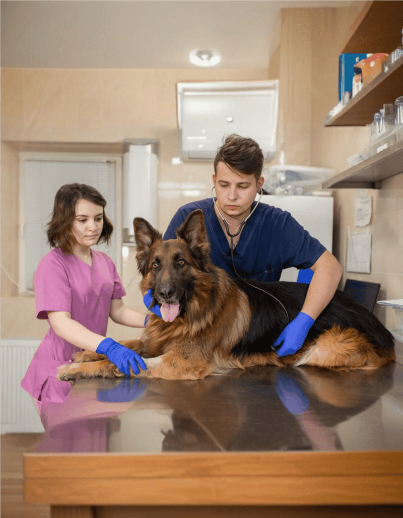 German Shepherd Dog health