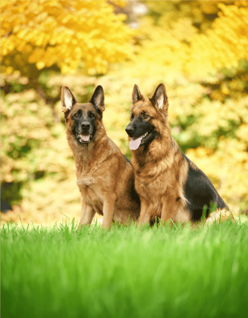 German Shepherd Dog Male Vs. Female