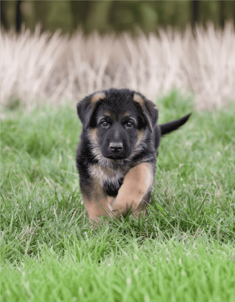 Adorable German Shepherd puppy exploring outdoors in green grass.