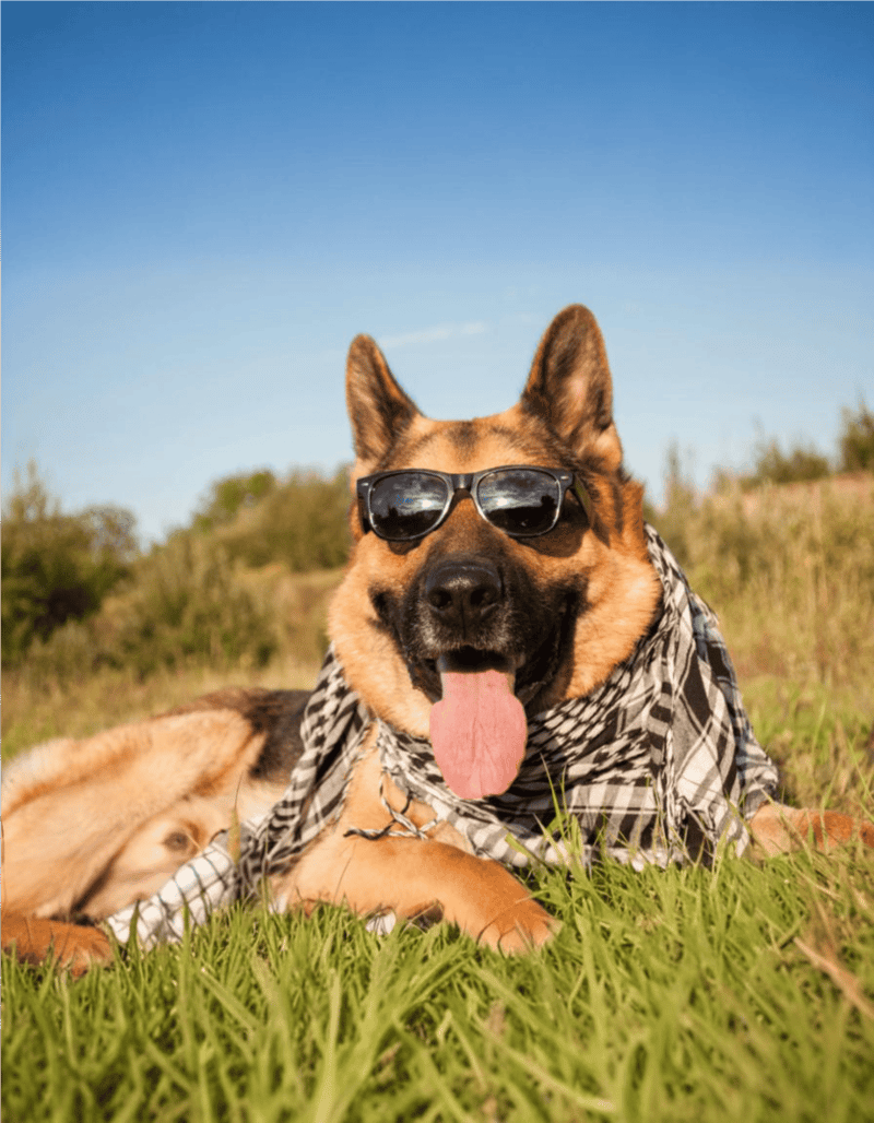 Dog with sunglasses and bandana enjoying outdoors, sunny day, adventurous spirit, pet lifestyle.