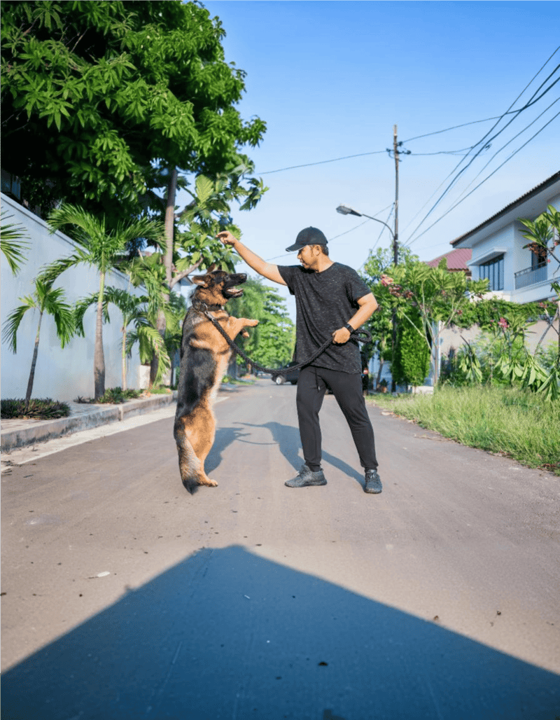 Dog training, obedience, leash work, outdoor dog training, pet obedience.