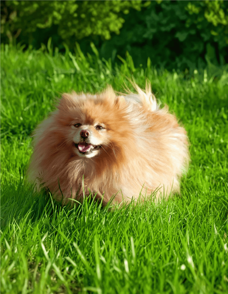 German Spitz overview