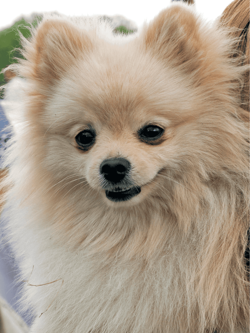 German Spitz characteristics