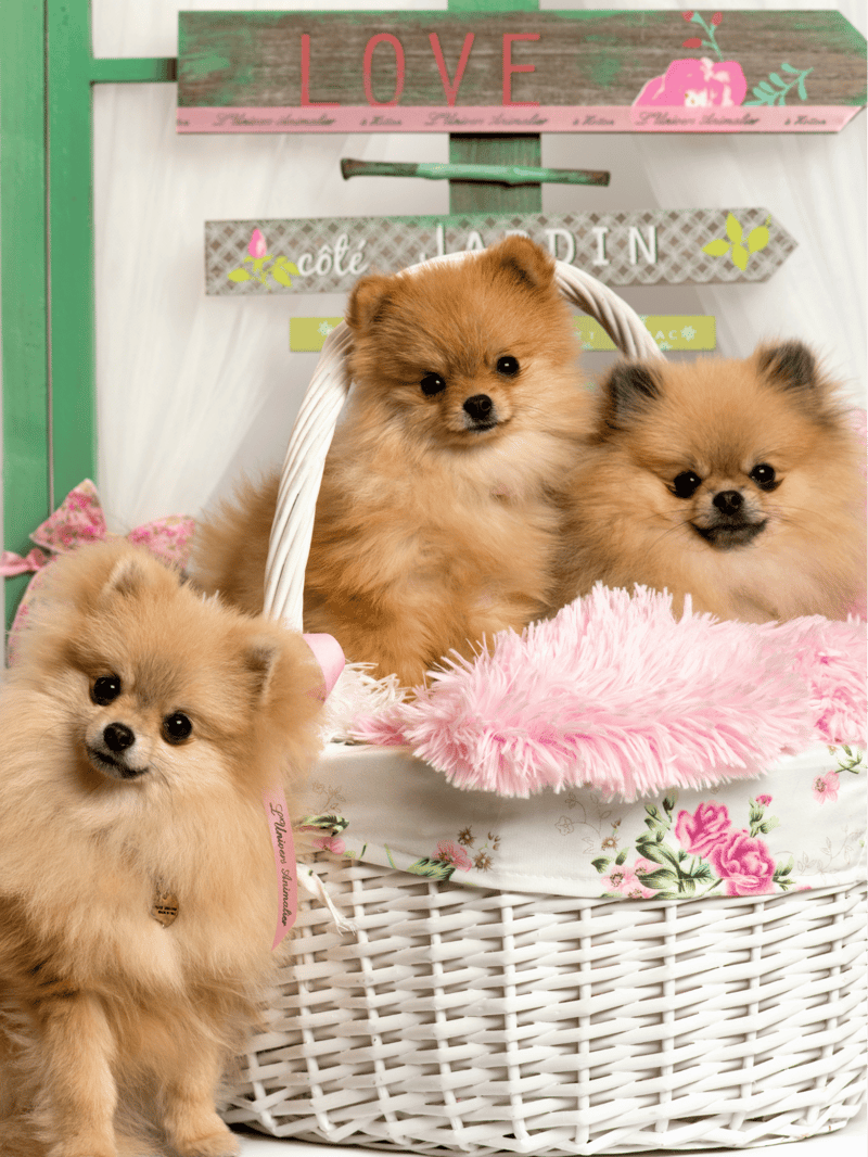 Adorable Pomeranian puppies in a cozy basket, perfect for pet lovers and dog enthusiasts.