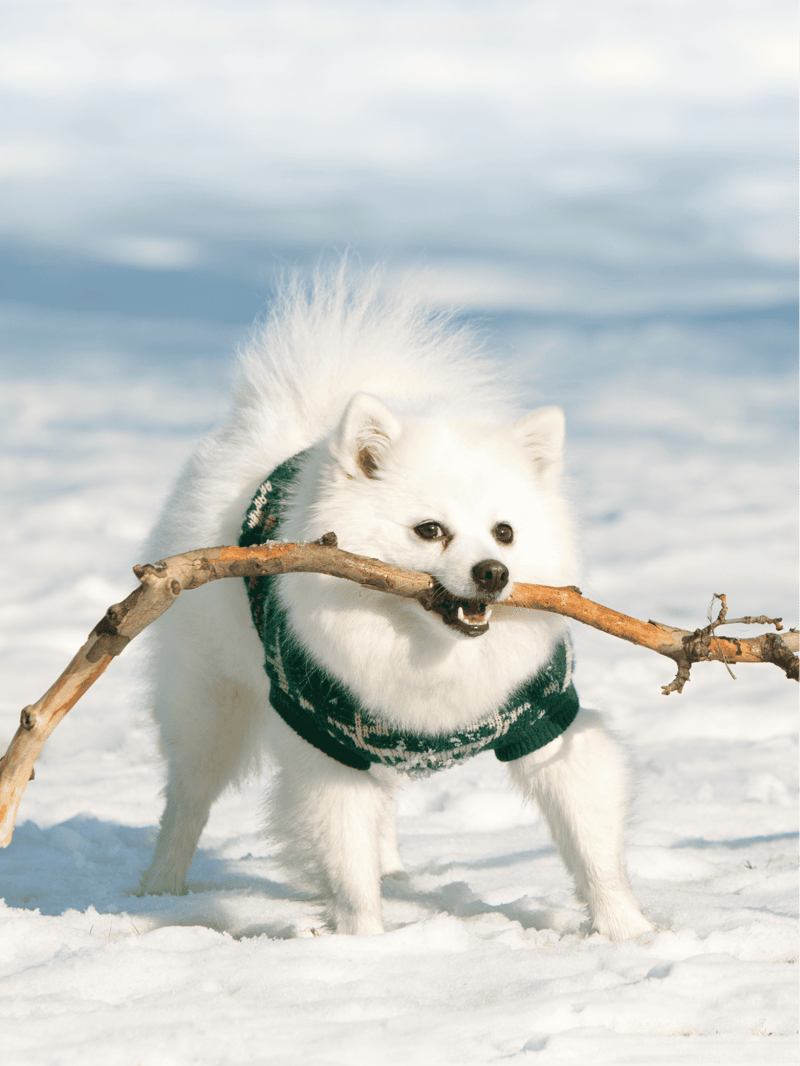 Adorable white fluffy dog playing with a stick in snow, perfect for pet lovers.