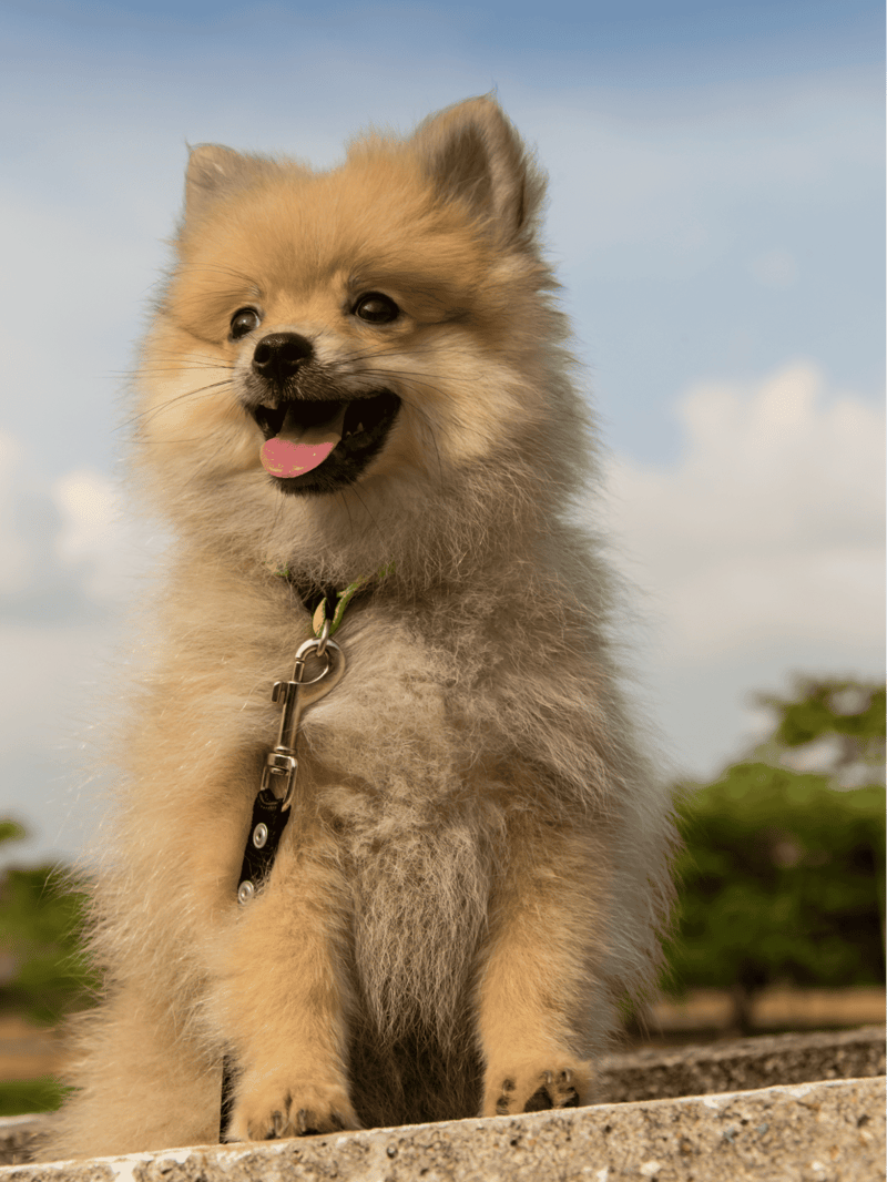 German Spitz photo 3