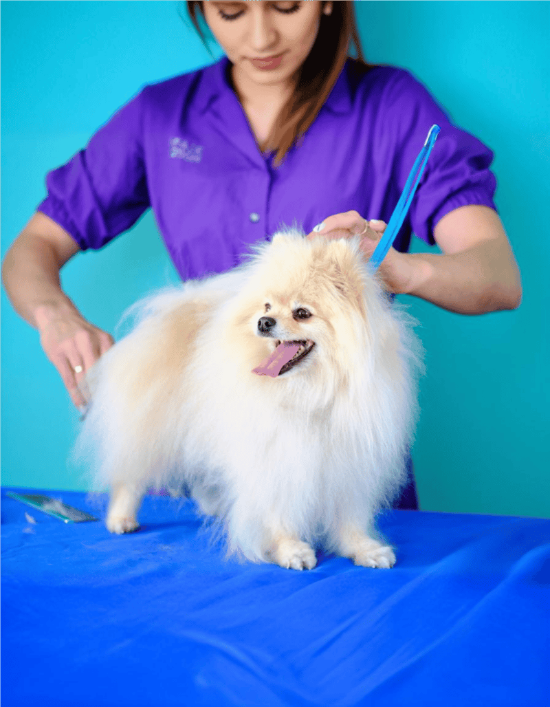 Pet grooming, dog trimming, Pomeranian grooming, professional dog grooming, pet care.