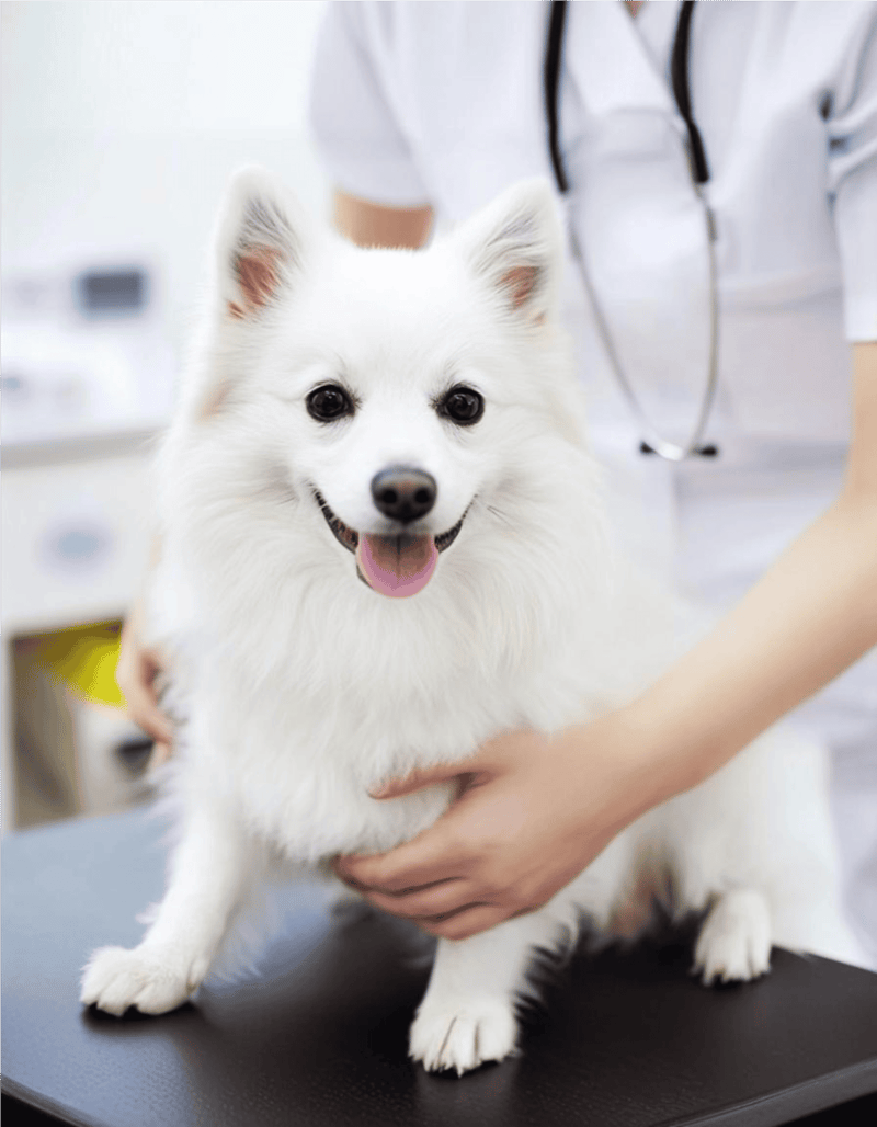 German Spitz health