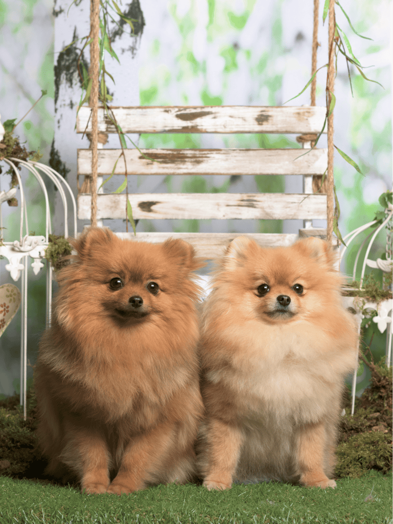 German Spitz Male Vs. Female