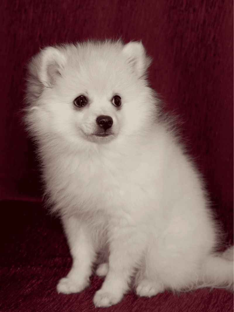 German Spitz Puppies