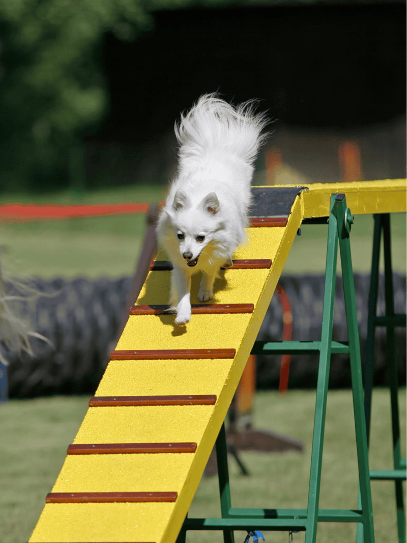 Dogtraining, agility, canine sport, outdoor exercise, active dog play.