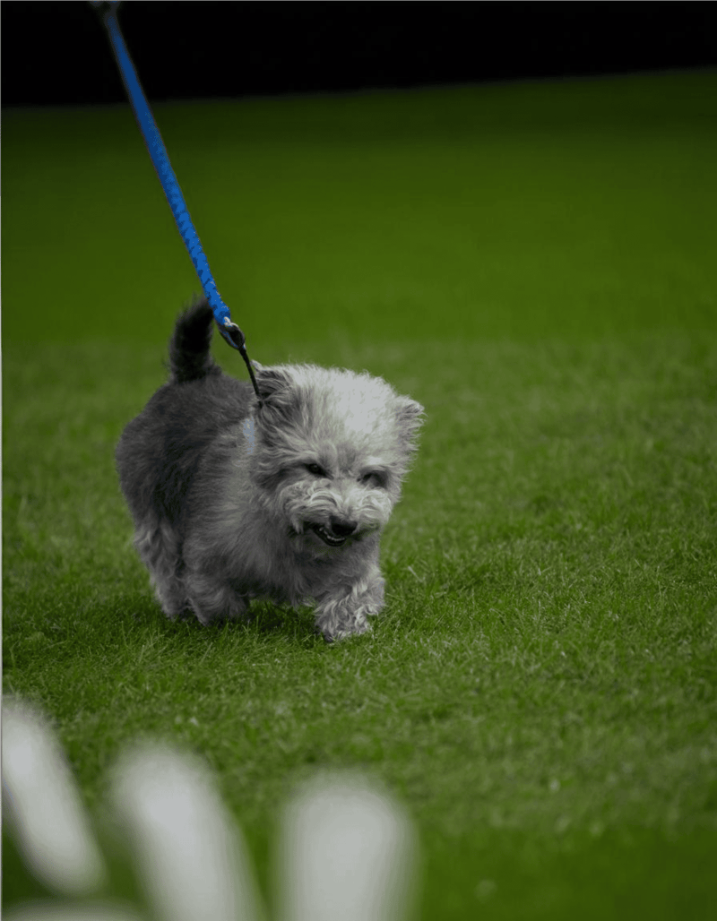 Glen of Imaal Terrier characteristics