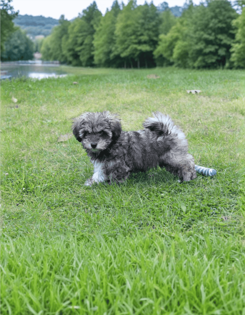 Glen of Imaal Terrier photo 2