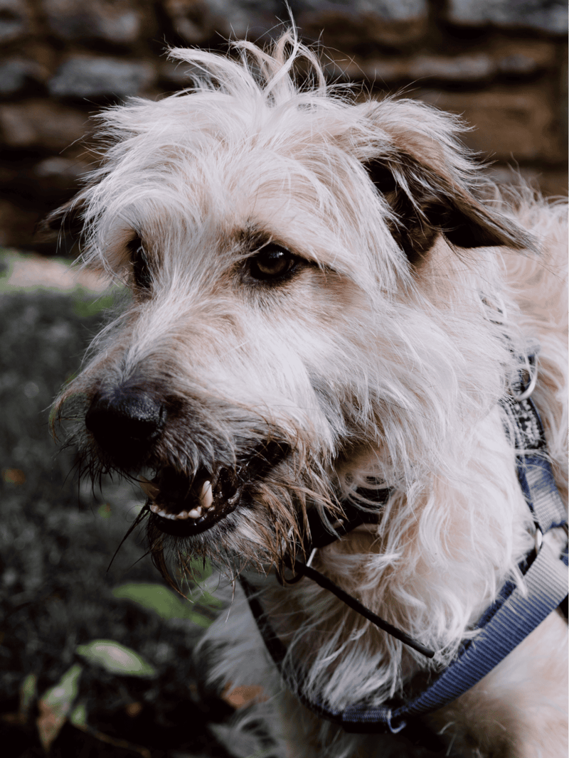 Glen of Imaal Terrier photo 1