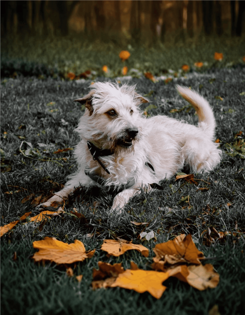 Adorable dog relaxing on fall leaves in the park, perfect for dog care and outdoor activities.