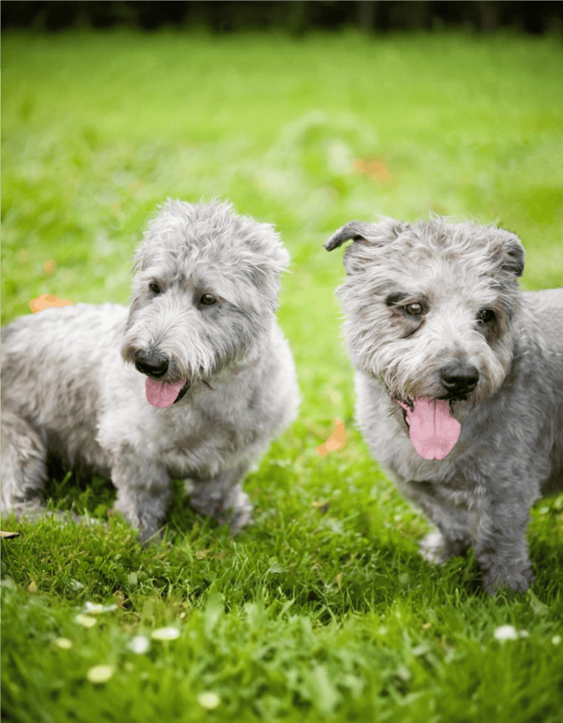 Adorable puppies enjoying outdoor playtime, highlighting companionship and dog accessories.