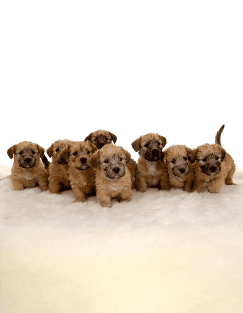 Cute puppies sitting on soft white surface, ideal for dog training and pet care with Dogfix.