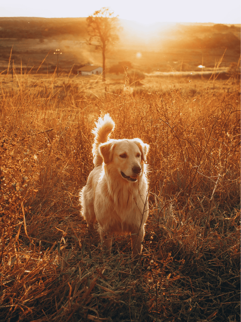 Golden Retriever characteristics