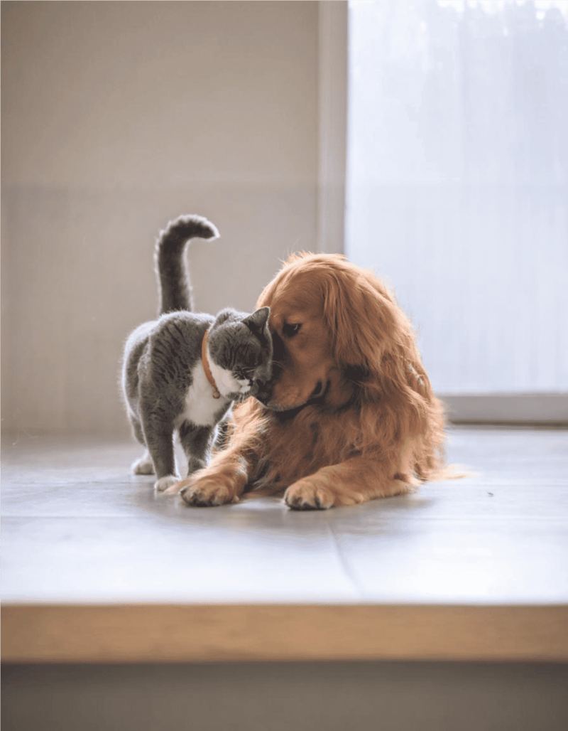 Cute dog and cat bonding at home dog and cat friendship moments.