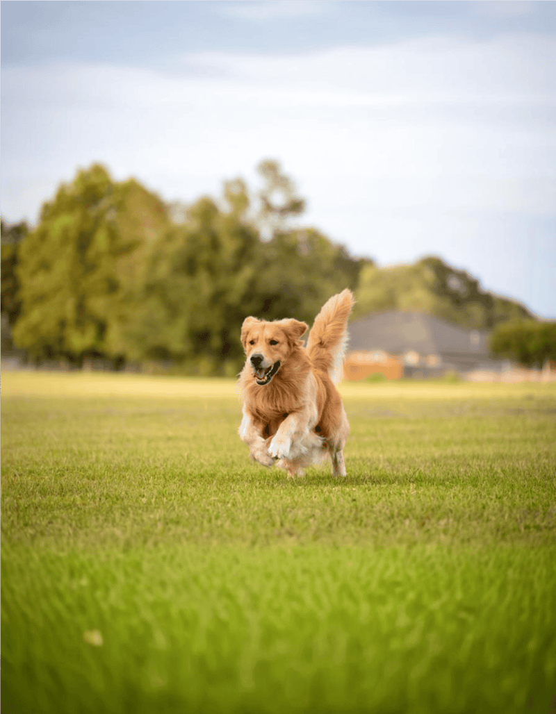 Happy golden retriever running outdoors on grass.