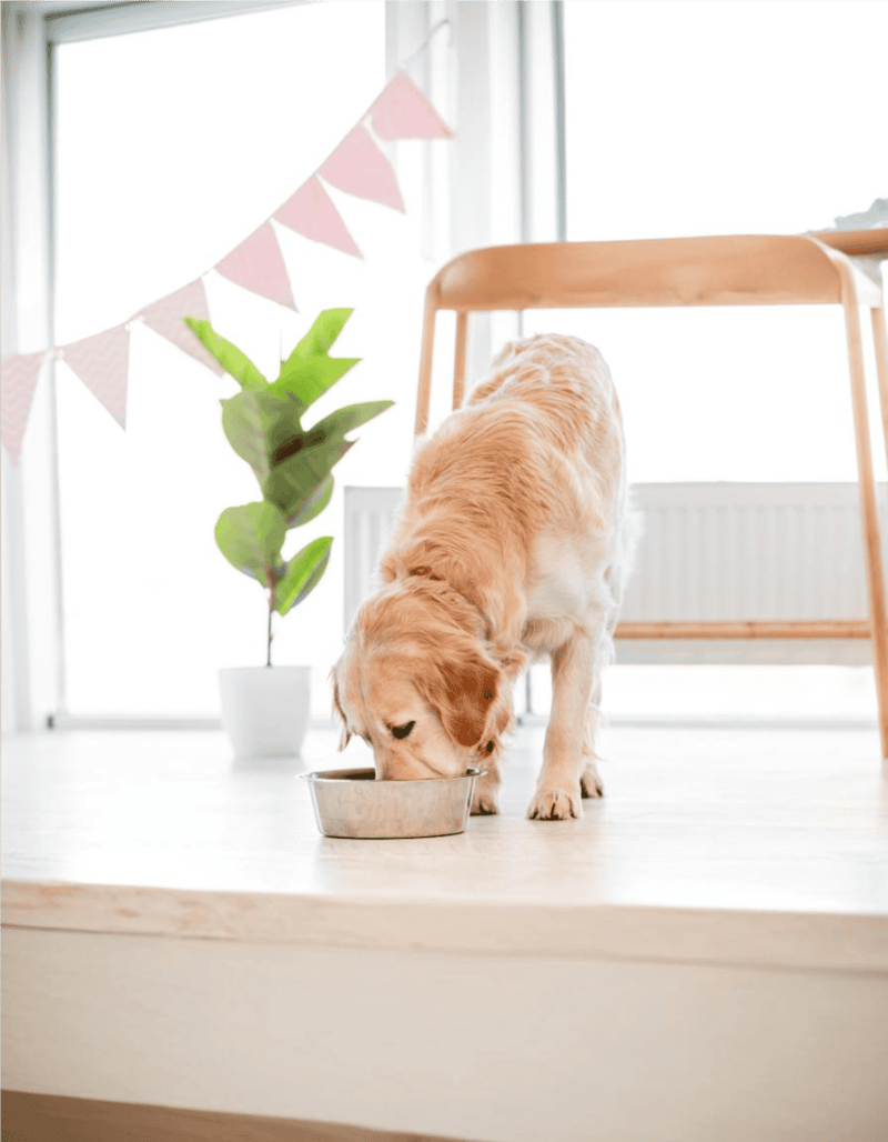 Golden Retriever Food & Diet Requirements