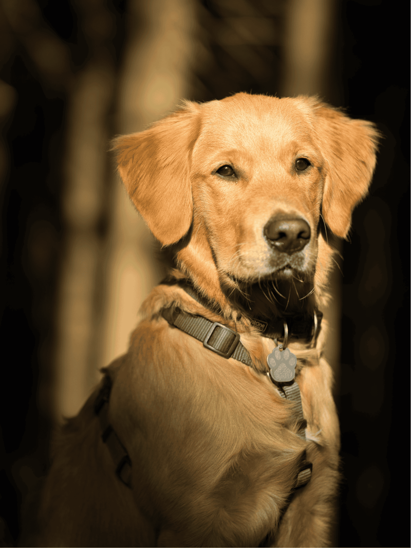 Golden Retriever photo 3