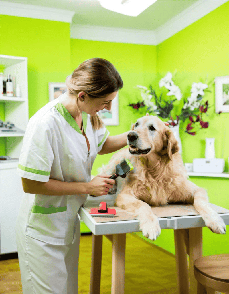 Golden Retriever Grooming
