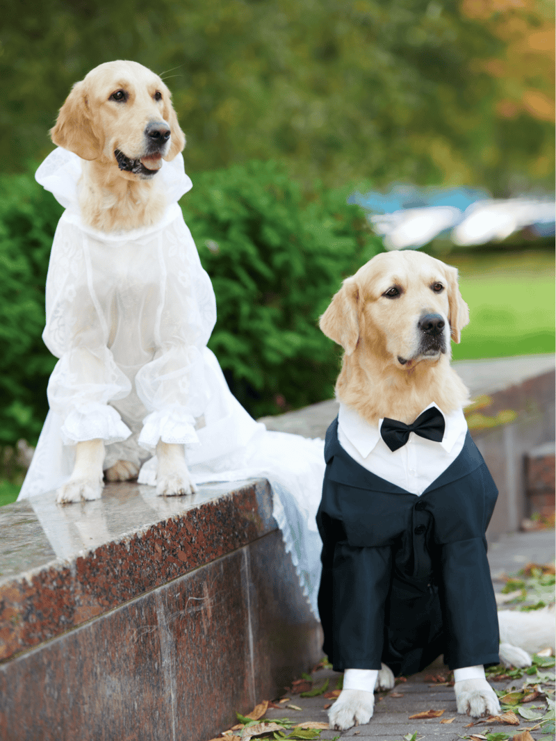Golden Retriever Male Vs. Female
