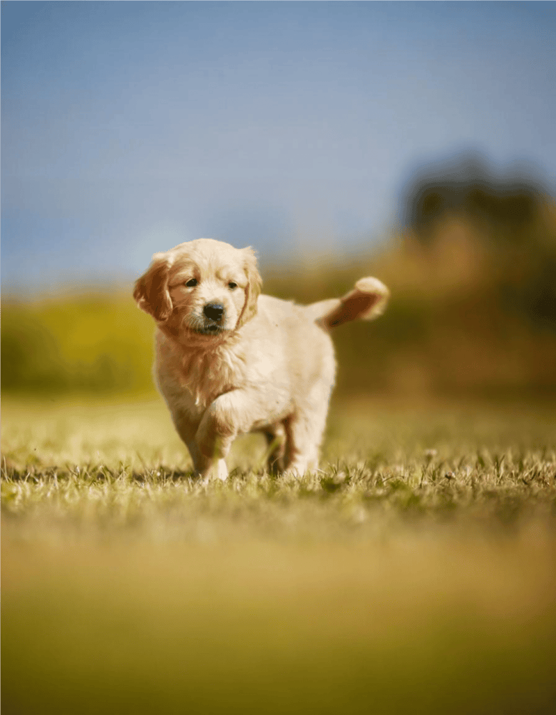 Golden Retriever Puppies