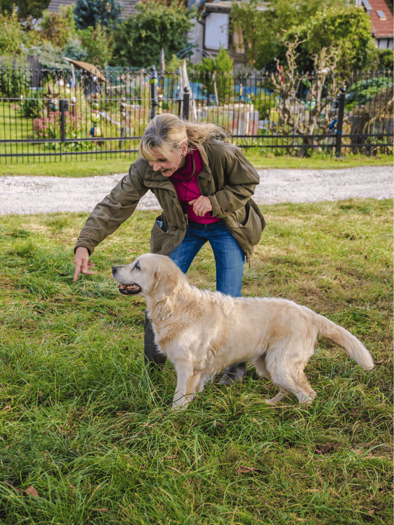 Golden Retriever Training