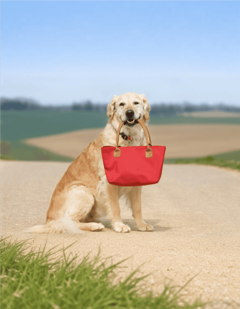 Golden Retriever When Carrying Objects, They’re Known For Their Soft Mouths