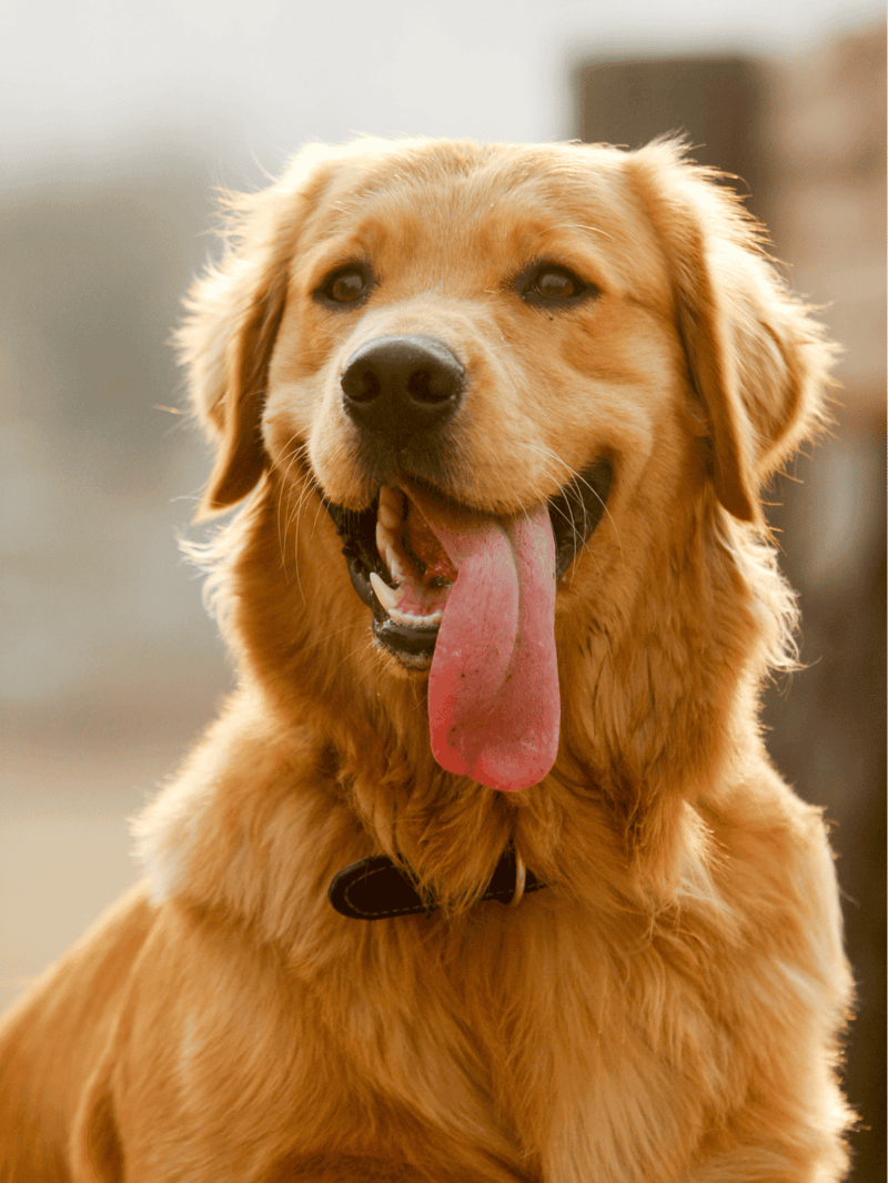 Happy Golden Retriever with wagging tail and tongue out, outdoors.