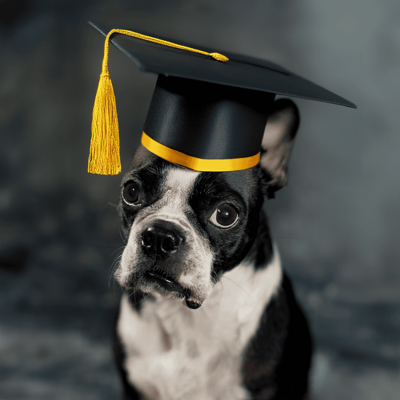 Dog wearing a graduation cap, symbolizing celebration of educational success | Perfect for pet graduation events.