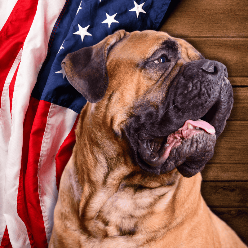 John D. Rockefeller Brought Bullmastiffs to the United States