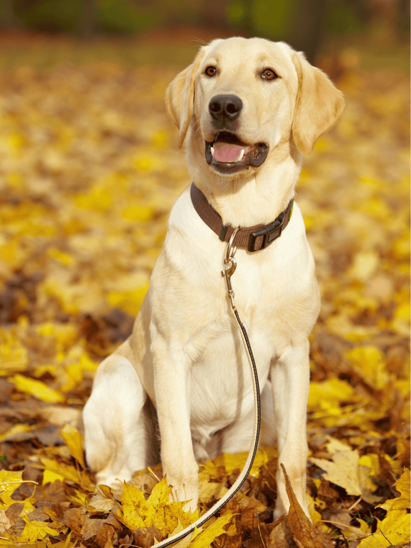 Labrador Retriever characteristics
