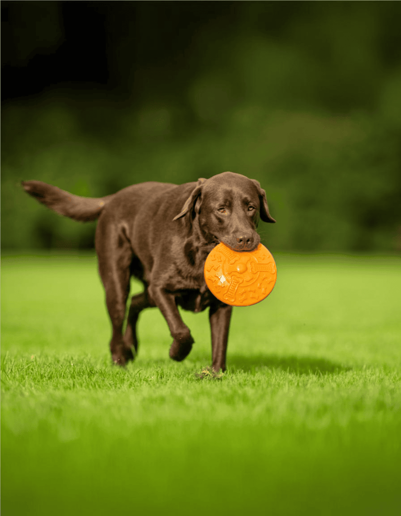 Labrador Retriever Exercise