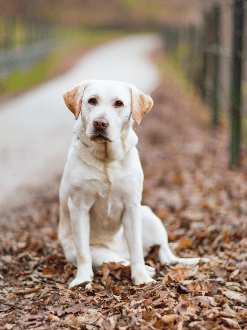 Labrador Retriever Final Thoughts