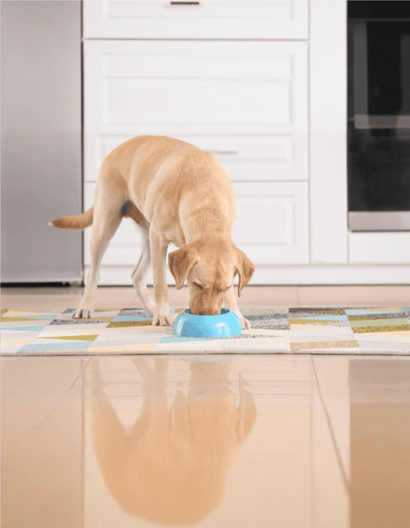 Labrador Retriever Food & Diet Requirements