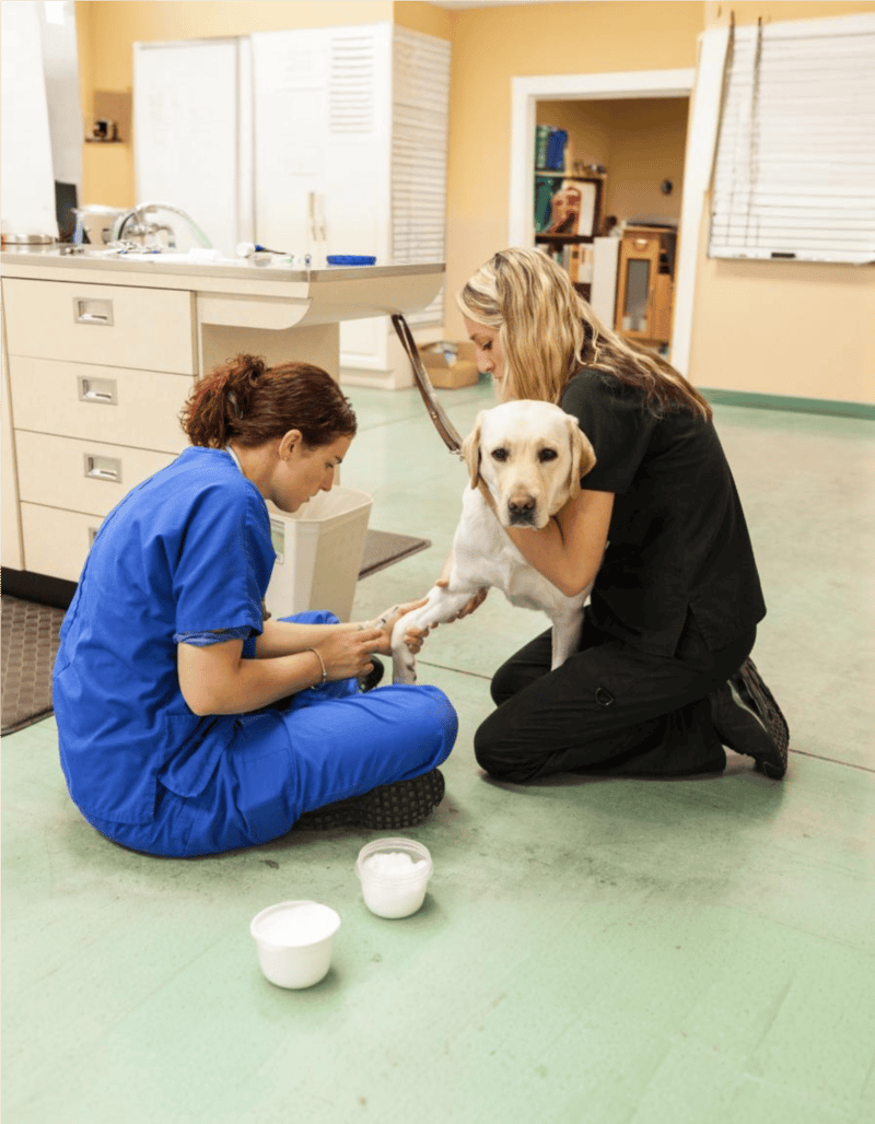 Labrador Retriever health