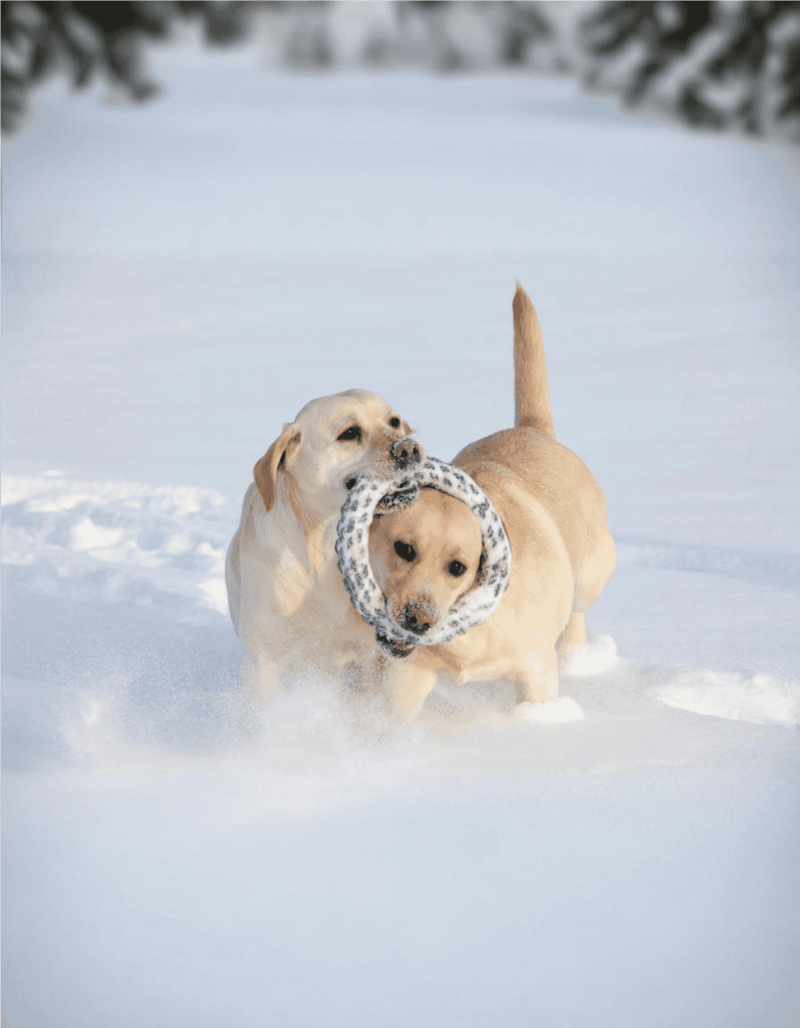 Adorable dogs playing with a ring toy in the snow, showcasing fun outdoor winter activity.