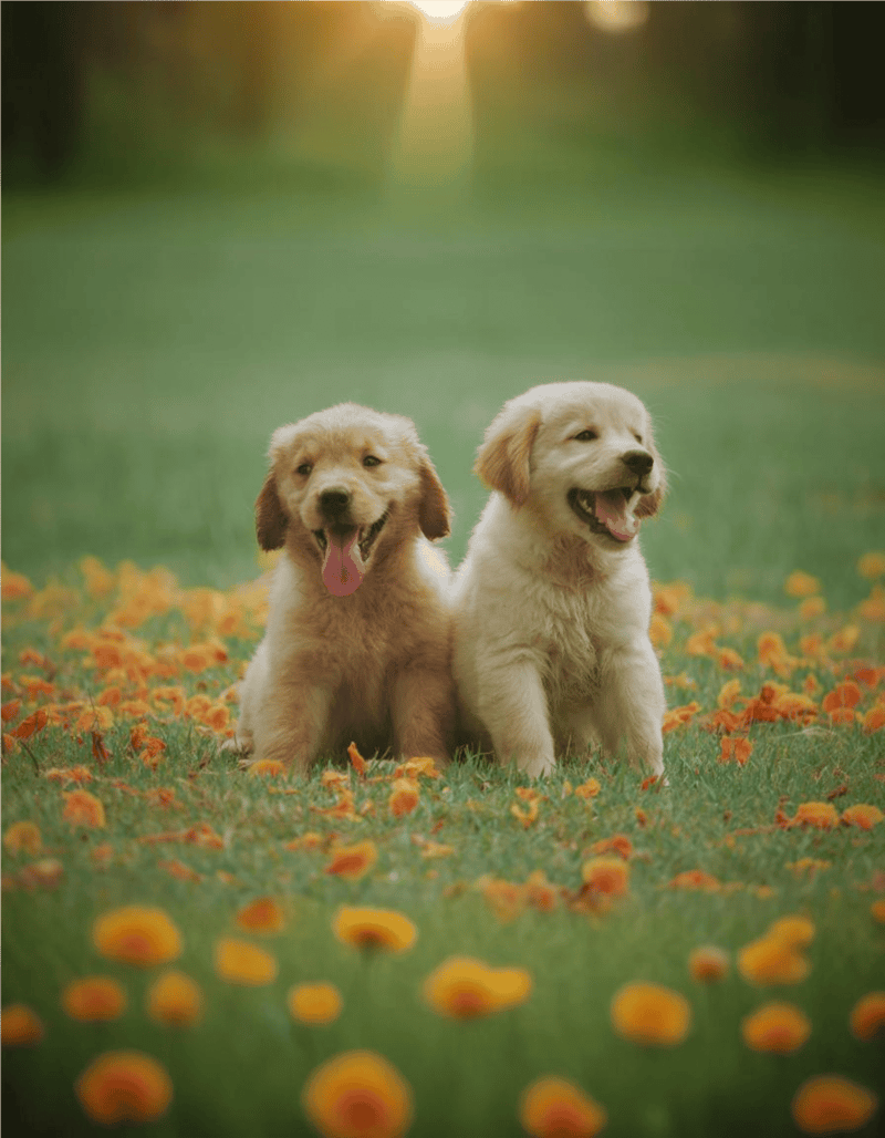 Adorable puppies enjoying outdoor playtime in a colorful flower field.